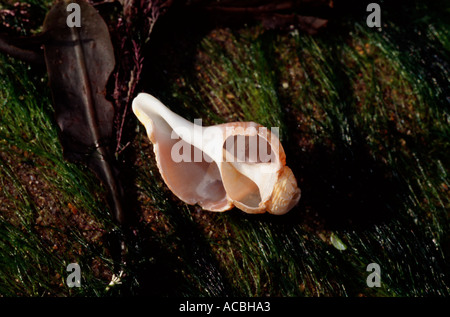 coquillage cassé Banque D'Images