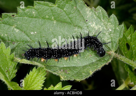 Papillon paon de Caterpillar inachis io sur l'ortie UK 3 Banque D'Images
