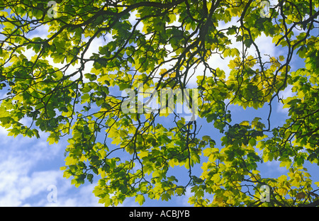 Nouvelles feuilles de sycomore Acer pseudoplatanus "au printemps" Banque D'Images