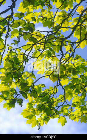 Nouvelles feuilles de sycomore Acer pseudoplatanus "au printemps" Banque D'Images