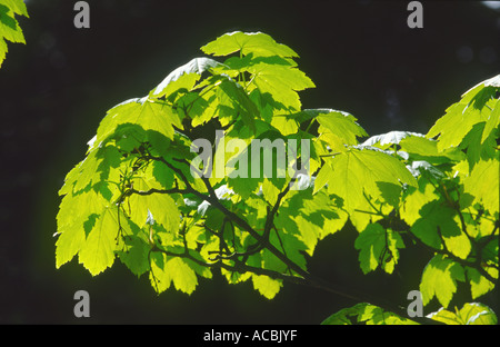 Nouvelles feuilles de sycomore Acer pseudoplatanus "au printemps" Banque D'Images