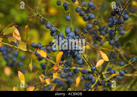 Prunelle de baies dans une haie de Dorset Banque D'Images
