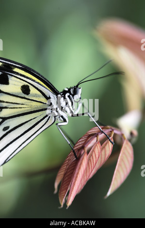 Papillon de papier de riz (idée leuconoe) sur feuilles rouge-brun. Banque D'Images