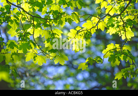 Les feuilles au printemps sycomore Acer pseudoplatanus UK Norfolk Banque D'Images