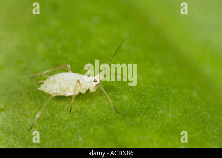 'Ma acrosiphum rosae' on Leaf Banque D'Images