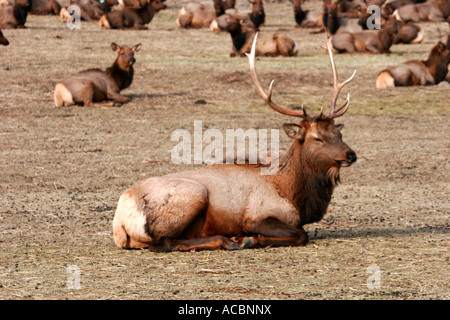 Un taureau Rocky Mountain Elk repose dans une prairie le long de l'est des Cascades près de la ville de Naches Washington Banque D'Images