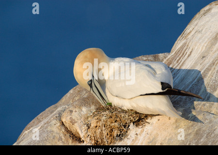 Fou de Bassan Morus bassanus adultes nichent en colonie sur Morus bassanus Îles Saltee Irlande Europe EU Banque D'Images