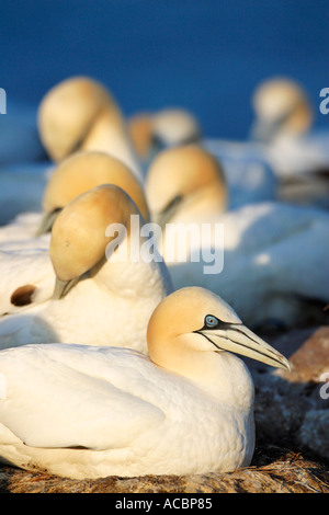 Fou de Bassan Morus bassanus adultes nichent en colonie sur Morus bassanus Îles Saltee Irlande Europe EU Banque D'Images