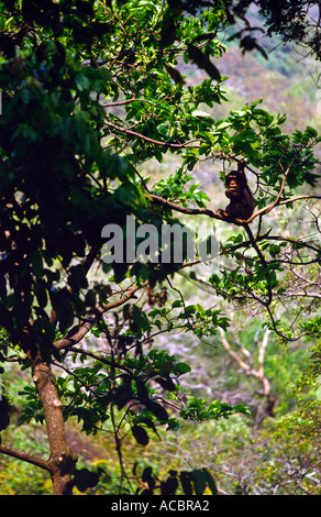 Les chimpanzés du Parc National de Gombe en Tanzanie Afrique de l'Est Banque D'Images