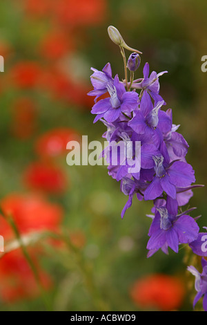 Tourné près de fleurs sauvages. Seattle WA. Banque D'Images