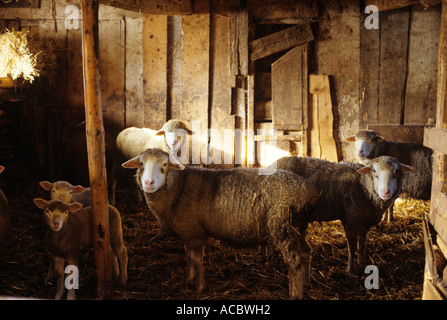 Agneaux et moutons dans la suisse Banque D'Images