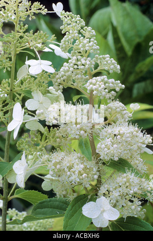 Hydrangea paniculata 'Kyushu', fleurs blanches hortensia Banque D'Images