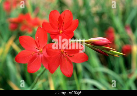 Schizostylis coccinea 'Major', fleur rouge fleurs jardin plantes plantes Lily kaffir, lillies Banque D'Images