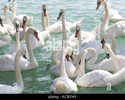 Un groupe de cygnes sur la mer. Banque D'Images