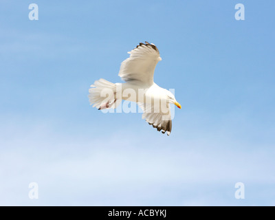 Une mouette voler contre à travers un ciel bleu. Banque D'Images