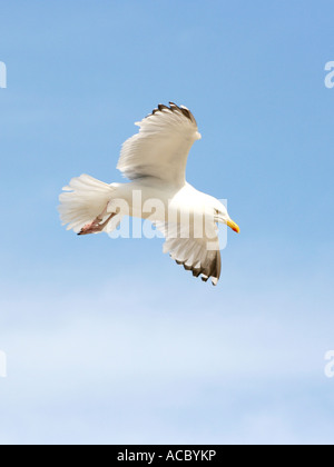 Une mouette voler contre à travers un ciel bleu. Banque D'Images