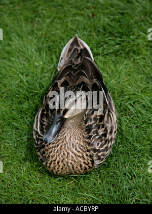 Une femelle colvert assis sur l'herbe. Banque D'Images