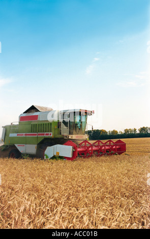 Une moissonneuse-batteuse récolte un wheaten field Banque D'Images