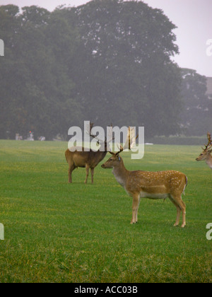 Le daim européen (Dama dama dama ), animal dans la pluie et la brume, Phoenix Park, Dublin, République d'Irlande, Europe, Banque D'Images