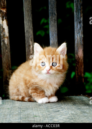 Un petit chaton blanc et gingembre méfiants assis sur une chaise. Banque D'Images