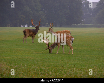 Le daim européen (Dama dama dama ), animal dans la pluie et la brume, Phoenix Park, Dublin, République d'Irlande, Europe, Banque D'Images