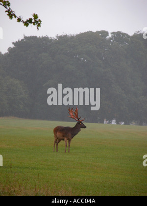 Le daim européen (Dama dama dama ), animal dans la pluie et la brume, Phoenix Park, Dublin, République d'Irlande, Europe, Banque D'Images