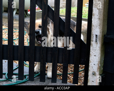 Un aboiement de chien de garde alsacienne derrière une clôture. Banque D'Images