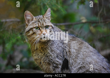 Wildkatze, chat sauvage, Felis silvestris Banque D'Images