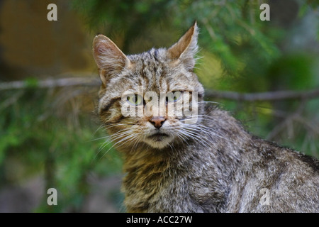 Wildkatze, chat sauvage, Felis silvestris Banque D'Images