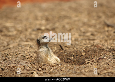 Meerkat Suricata suricatta allongé sur le dos et bronzer dans un creux dans le sable Banque D'Images