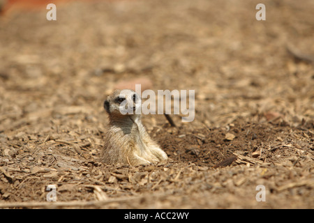 Meerkat Suricata suricatta allongé sur le dos et bronzer dans un creux dans le sable avec un contact visuel Banque D'Images