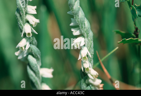 Mesdames automne Spiranthes spiralis spiranthe une orchidée très rare en Bavière, Allemagne Banque D'Images