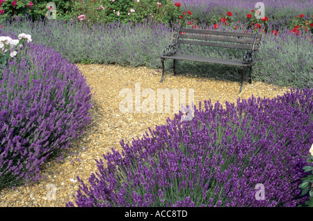 Lavandula angustifolia 'Princess Blue' et 'Imperial Gem', salon de jardin, banc, lavande, jardin parfumé plante, chemin de gravier Banque D'Images