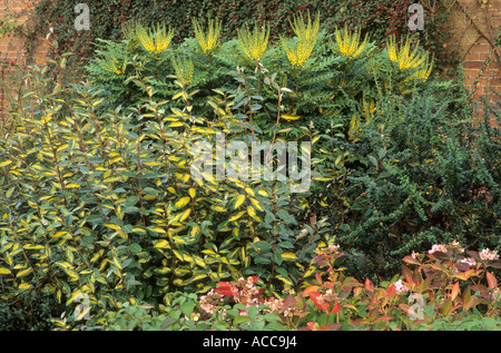 La frontière de l'hiver, Mahonia 'Winter Sun', Elaeagnus 'Limelight', Cotoneaster, Hortensia, jardin d'hiver border mahonias Banque D'Images