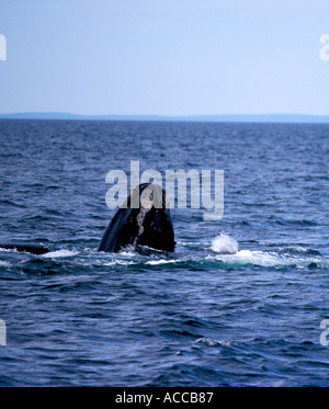 Baleine noire de l'Atlantique Nord La plongée dans la baie de Fundy, entre la Nouvelle-Écosse et le Nouveau-Brunswick Canada La queue et la chute de l'eau Banque D'Images