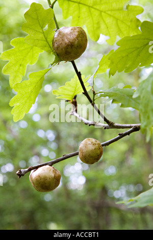 En galles causées par gall guêpes sur un chêne Quercus robur Wales UK Banque D'Images