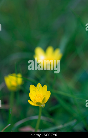 Trois petites fleurs de chélidoine Ranunculus ficaria famille Banque D'Images