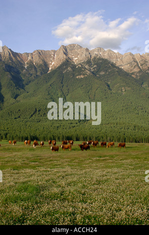 L'élevage en ranch dans les contreforts des montagnes Rocheuses, près de la rivière Bull Colombie-britannique Canada Kootenay Banque D'Images