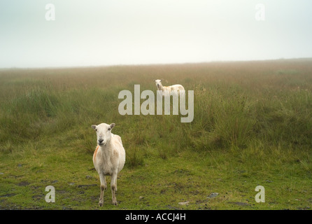 Moutons dans la brume sur Foel Fawr la Montagne Noire entre Brynamman et Llangadog Carmarthenshire Galles du sud Banque D'Images