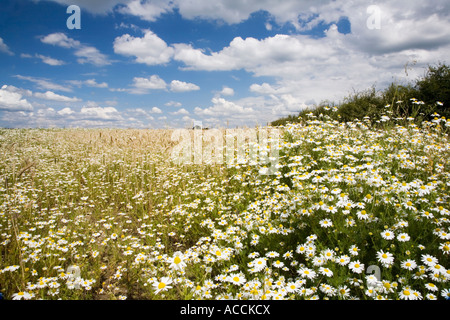 Fleurs d'envahir un champ d'orge près de Somerset à Wedmore Banque D'Images