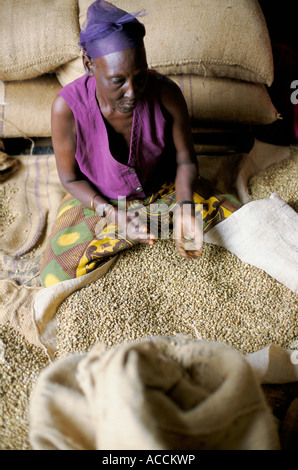 Classement des grains de café vert à la main, de l'Ouganda. Banque D'Images