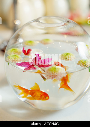 Deux poissons d'aquarium dans un bol. Banque D'Images