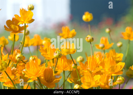 Trollius- globe orange fleurs Banque D'Images