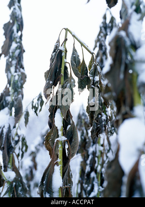 Les plantes flétries dans l'hiver. Banque D'Images