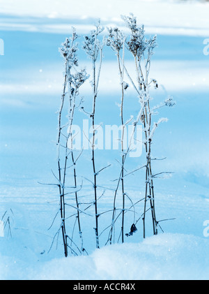 Les plantes fanées couvertes de neige. Banque D'Images