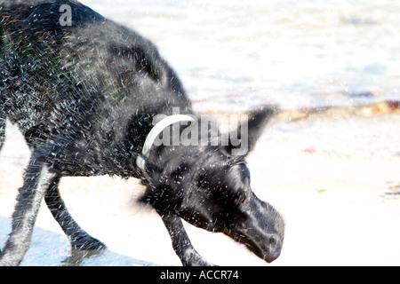 Chien labrador secouer l'eau de mer de la baie de poole dorset shell sandbanks Banque D'Images