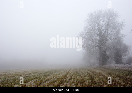 Arbres dans la brume Norfolk Banque D'Images