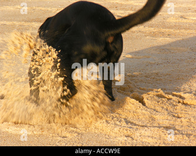 M. PR chien noir creuser dans le sable d'une plage Banque D'Images