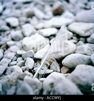 Une plume entre les pierres sur une plage. Banque D'Images