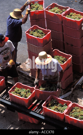 La récolte des raisins Banque D'Images